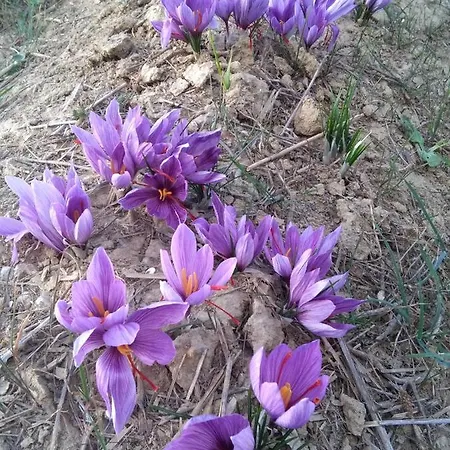 Angolo Del Gelsomino Castel Ritaldi